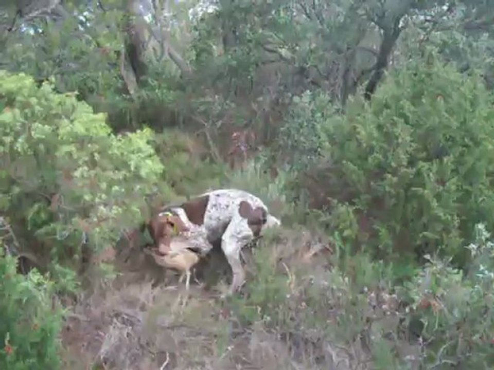 cirka et bilou aux faisans 003