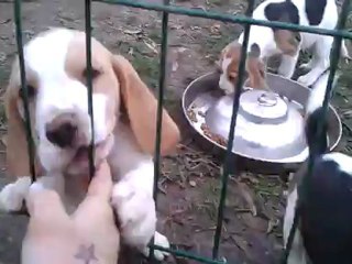 Heart Stealer de la Voix du Der