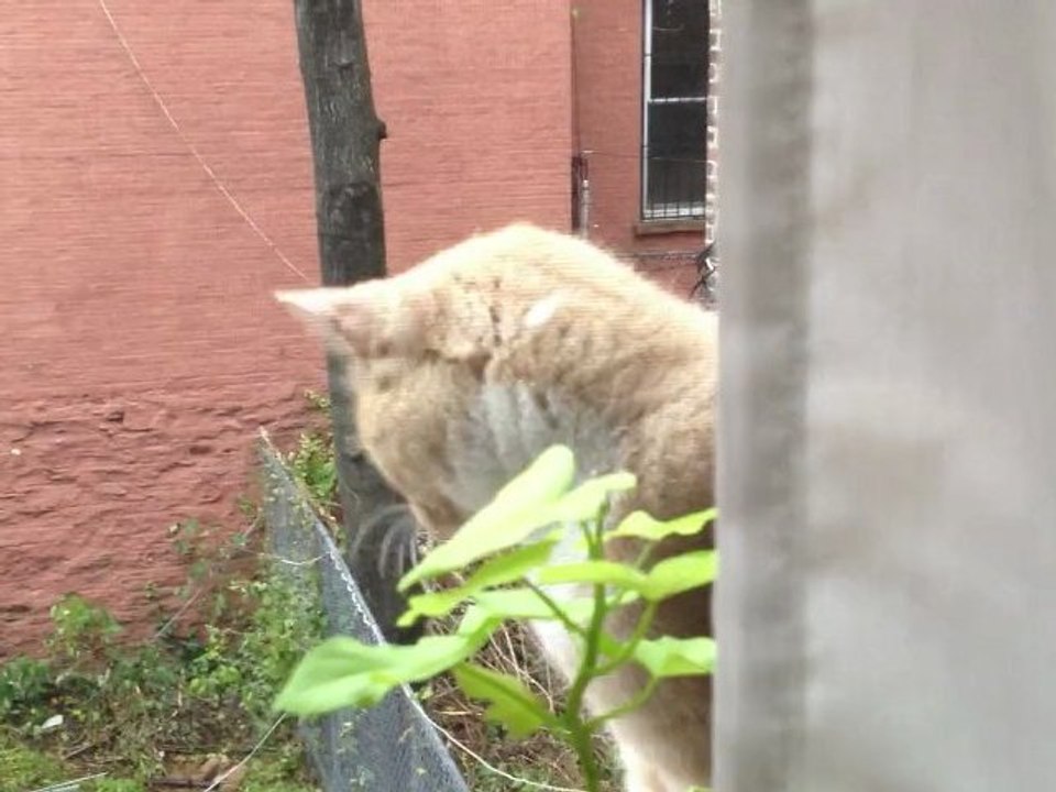 Test - Cat
