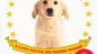Crafts Book Review: Imagine Life with a Well-Behaved Dog: A 3-Step Positive Dog-Training Program by Julie A. Bjelland