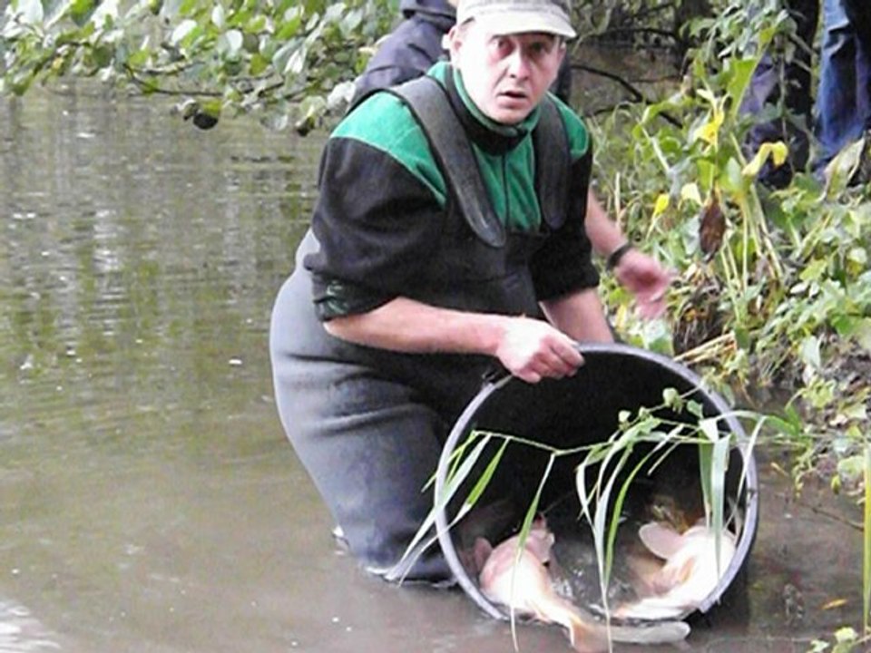 rempoissonnement 2012 du marais de biache st vaast
