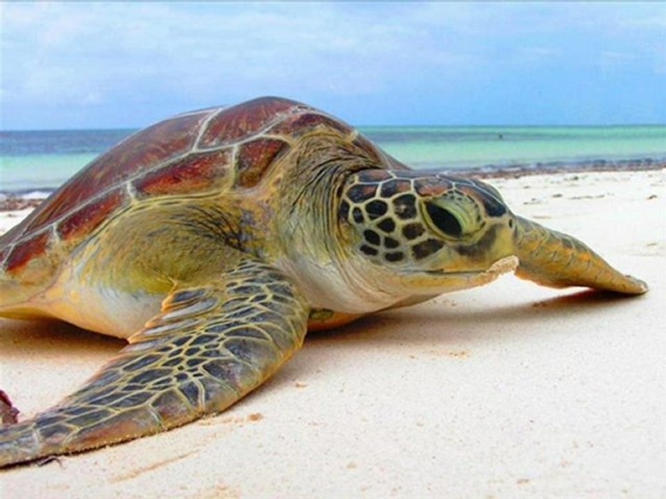 JVC JLC42BC3002 BlackCrystal 42-Inch 1080p 60Hz LCD TV with Ambient Light Sensor Black Friday Deals