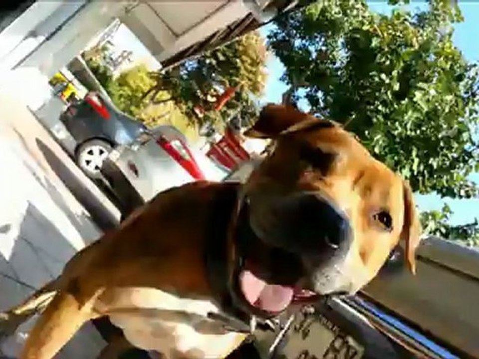 Pitbull American Stafford, American Staffordshire Terrier