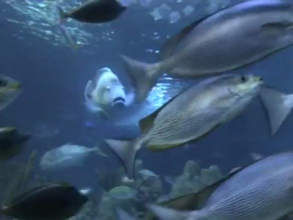 Aquaria