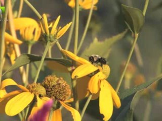 بك أستجير كاملة