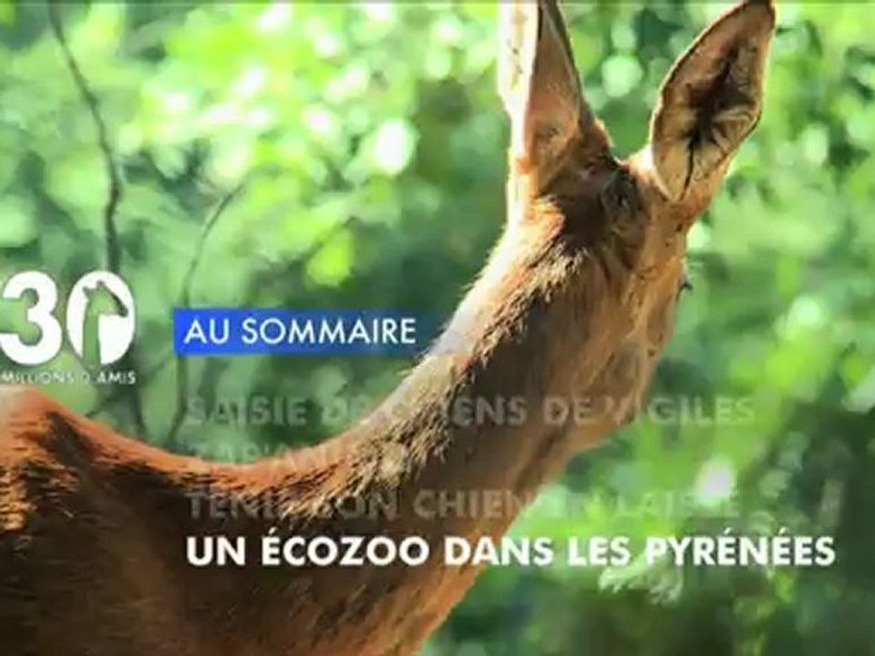 Sommaire émission 30 Millions d'Amis 17/11/2012