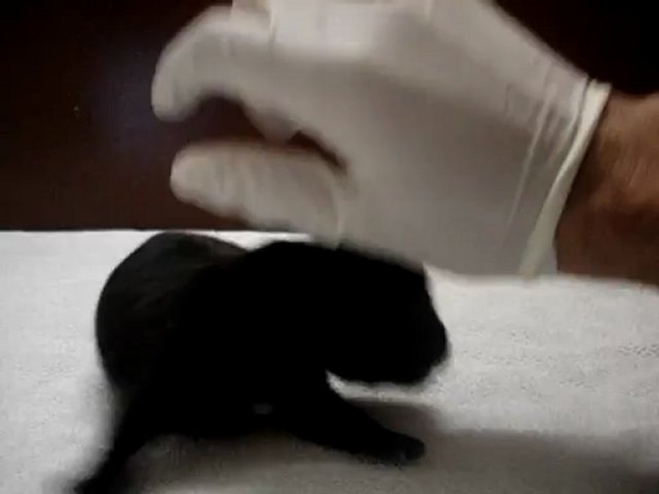 Femelle n°2 Vidéo 7 jours