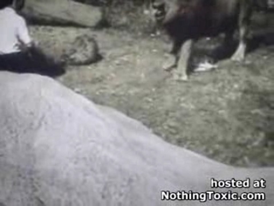 Le lion attaque