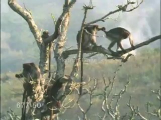 maymunlar alemi - w.w.w.sesliuf.com,www.sesliuf.com