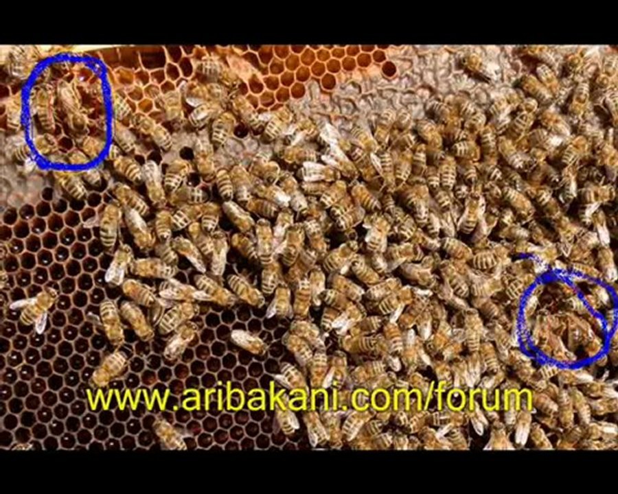 İki ana arılı kovan, iki kraliçeli ruşet, arıcılık videoları