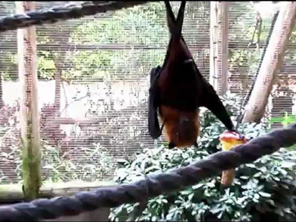 Bats at the Tel Aviv Zoo