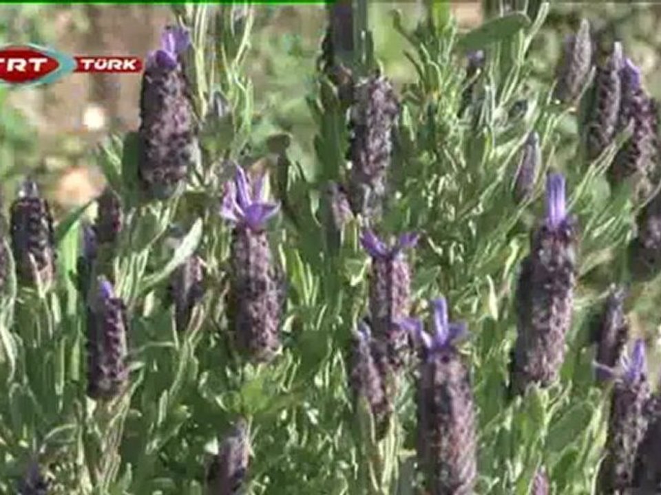 Zor Yollar 83. Bölüm VİŞAN KALESİ OLTU KALESİ  -BAFA GÖLÜ