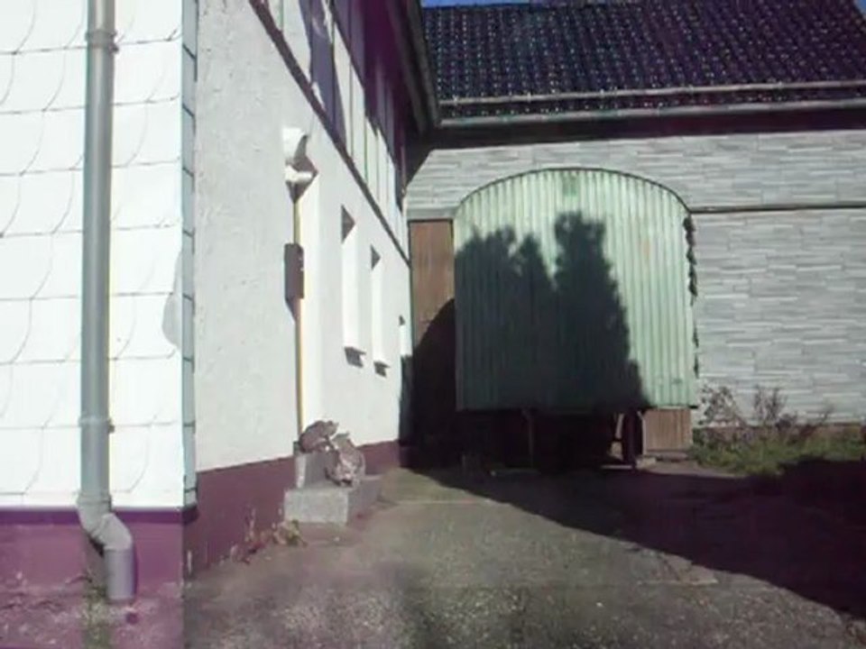 Katzen & Kater in Gemütlichkeit auf dem Gnadenhof der Naturkraft Stiftung