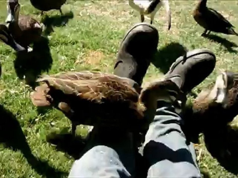 ducks fine