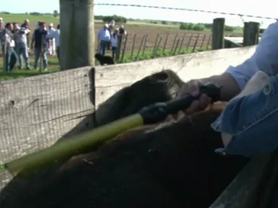 Das handy verrät's: welche kuh esse ich gerade?