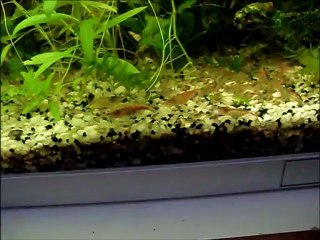 Mes petites crevettes