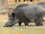 Washington, DC Could Be Inundated With Wild Pigs