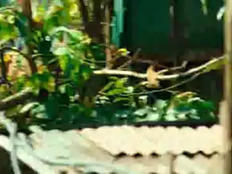 Barfi! (2012) DVD RIP By DesiTvForum.Net Part3