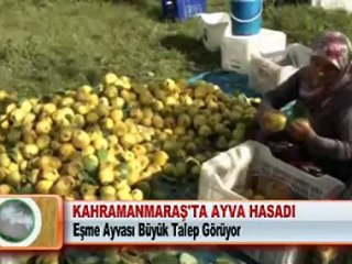 KAHRAMANMARAŞ TA AYVA HASADI BAŞLADI