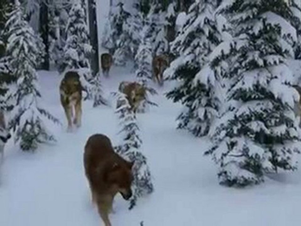 The Twilight Saga Breaking Dawn - Part 2 Kristen Stewart, Robert Pattinson, Taylor Lautner Part 1 of 11 High Definition