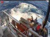 270 kiloluk dev balık tekneye atladı