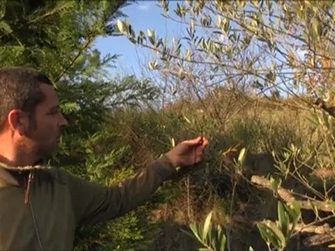 Pascal, seul oléiculteur de Midi-Pyrénées