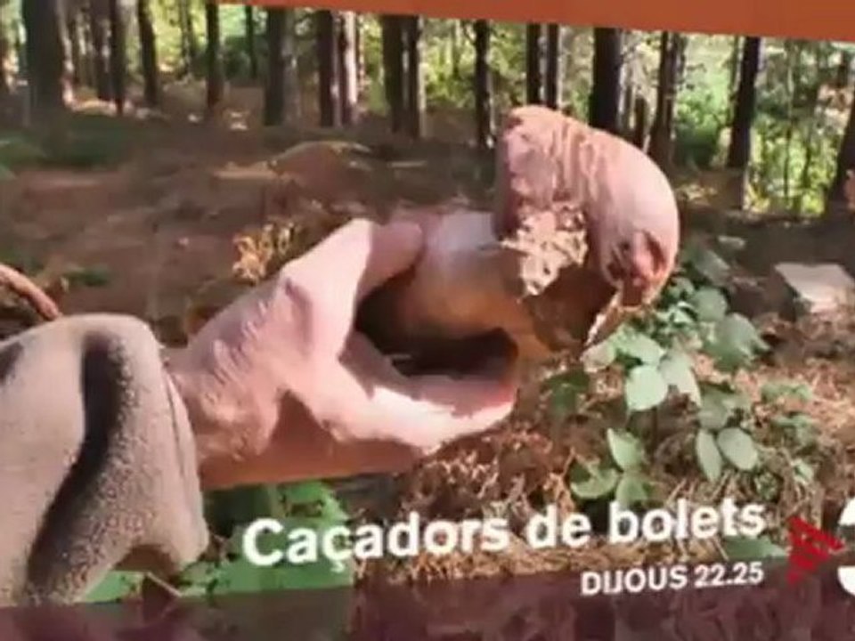TV3 - Dijous, a les 22.25 a TV3 - "Caçadors de bolets"