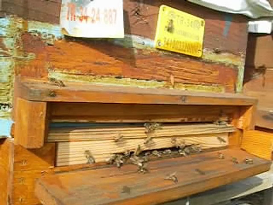 arı ve arıcı dostu