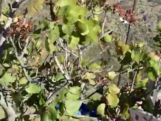 DİYARBAKIR ÇÜNGÜŞ KARAKAYAKÖYÜ HARMANTEPE