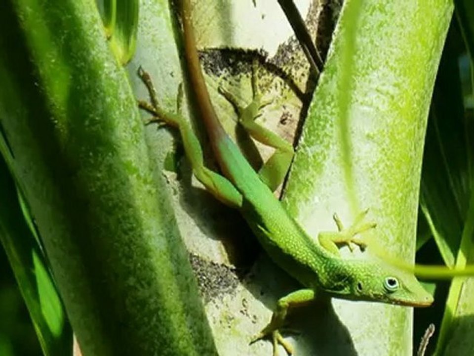 Common Jamaican Lizard