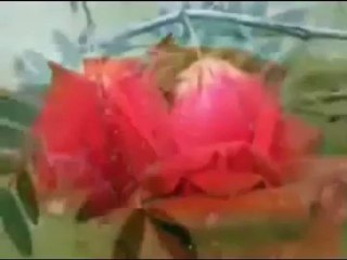 Müziksiz ilahiler 116 - Ötme bülbül