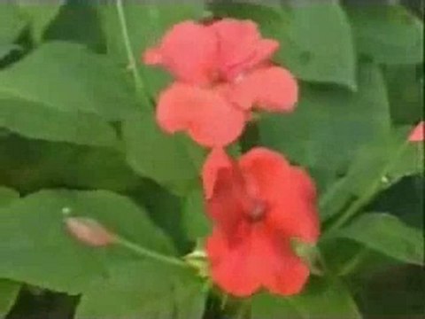 Müziksiz ilahiler 64 - Allahu Ekber