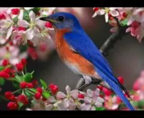 Müziksiz ilahiler 17 - Bu akli fikr ile - YouTube