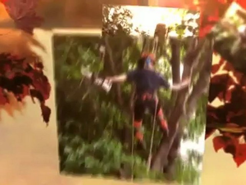 Test - Quality 1 Tree Services