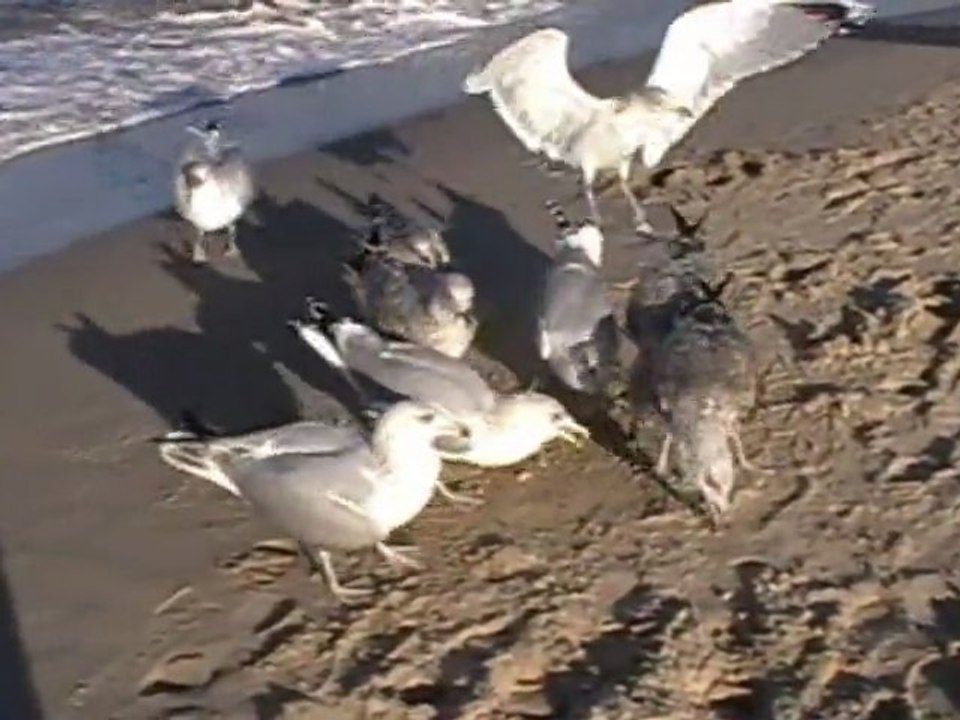 Listopad nad morzem w Mielnie