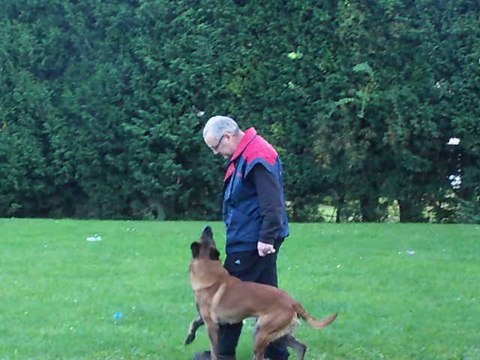 Dayak du Banc des Hermelles ''Exercice de l'en avant au clicker''