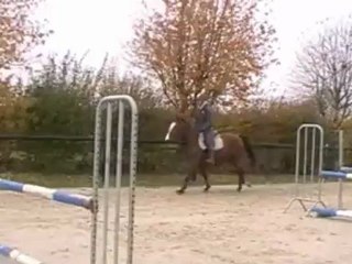 Vive la Vie - Pouliche à orientation Obstacle