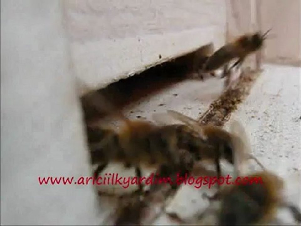 makro çekim kovan girişi