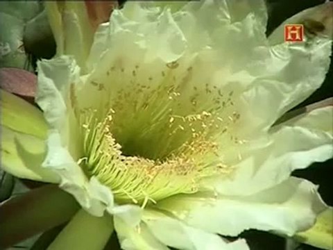 El Legado de las Civilizaciones Antiguas : Tera y Santorini