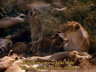 Cats - Caressing the tiger