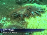 Austrália cria maior rede mundial de reservas marinhas