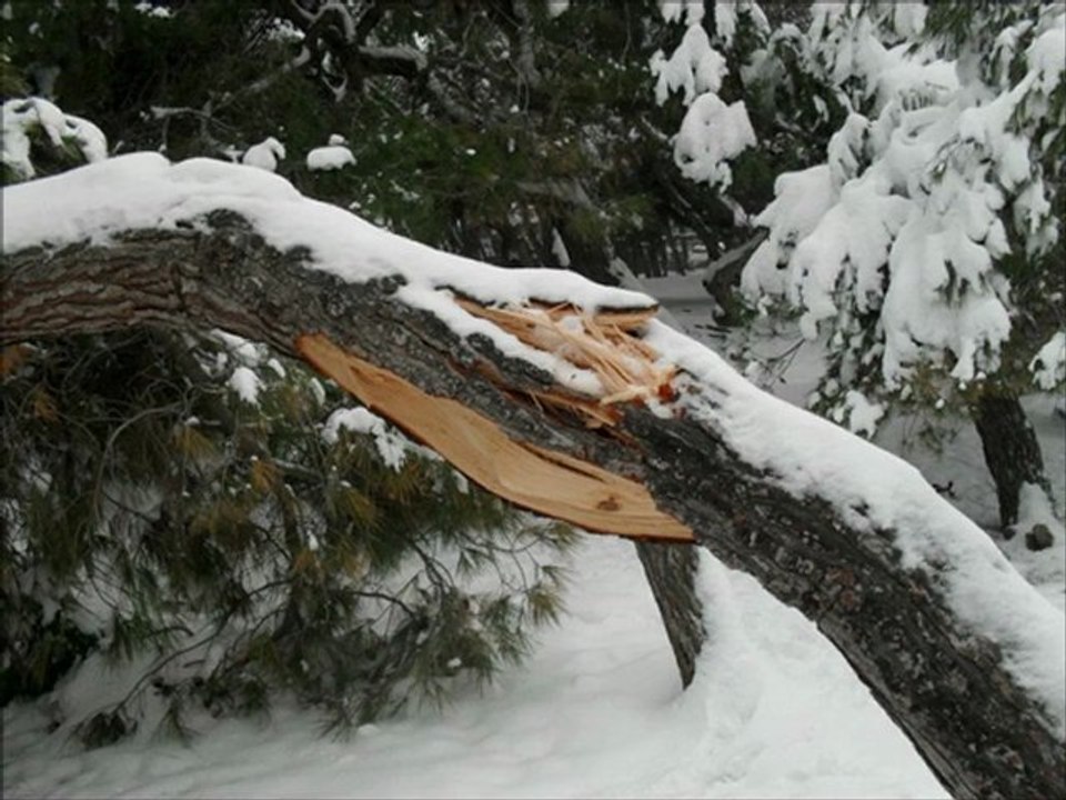 Gli Alberi Non Reggono il Peso Della Troppa Neve