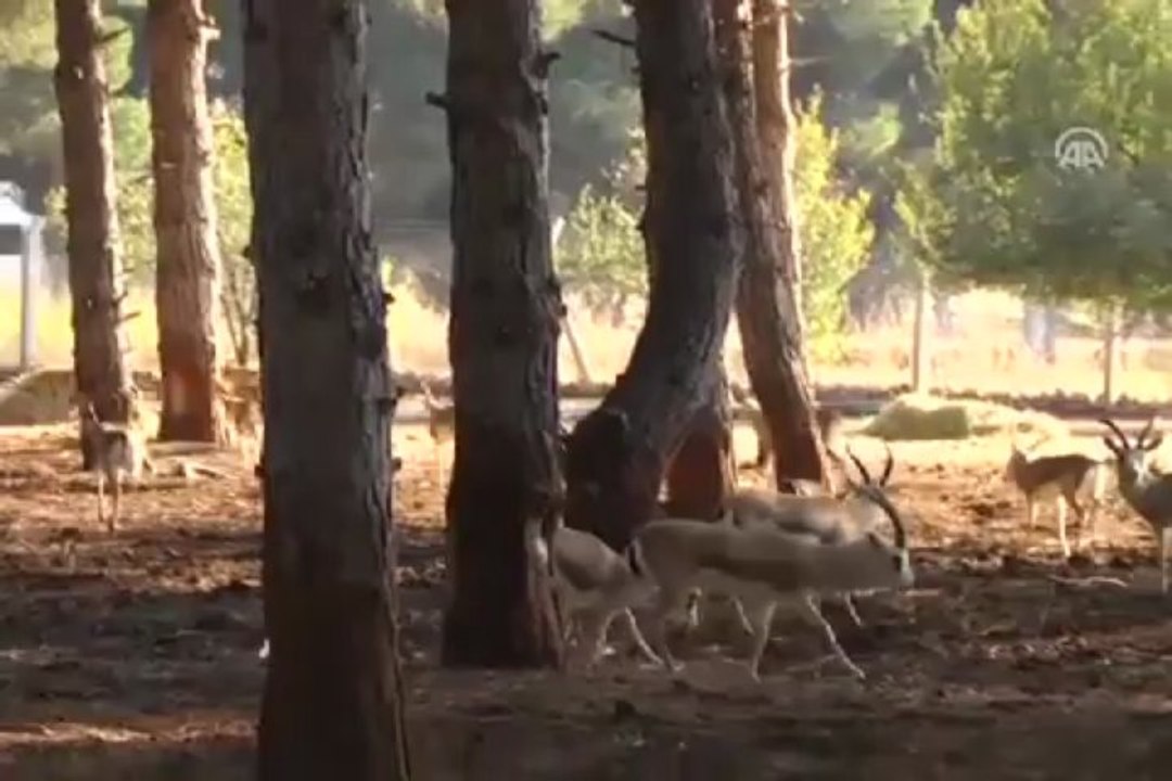 Sesler onları da korkuttu