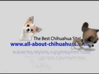 This is The only Chihuahua site you will ever need