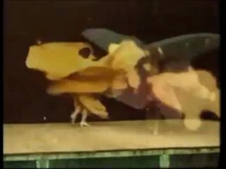 ashford and simpson - bourgie bourgie (joe claussell mix)