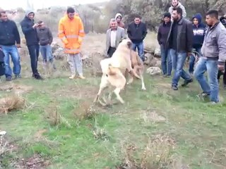 güdük oğlu reis ,ali selçuk,un piton oğlu kıllı