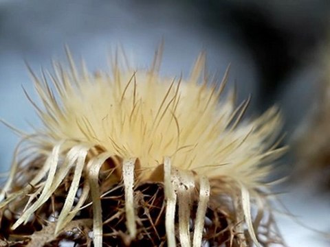 Flower (macro) - Free HD stock footage