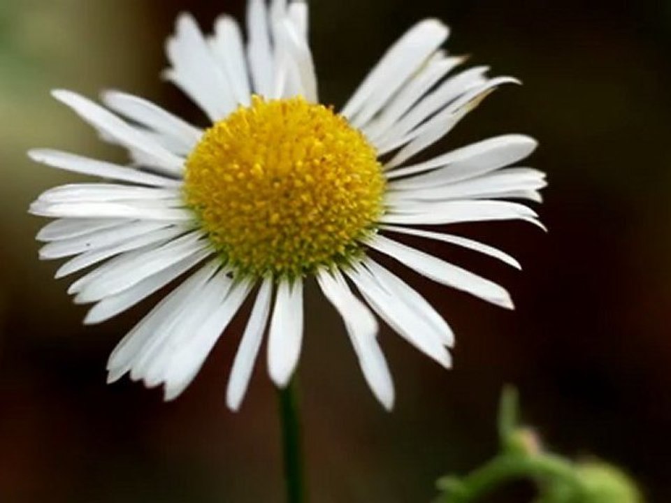 Flower_6 - Free HD stock footage