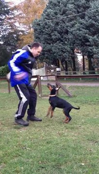 HK du Bois de Liers - 10 semaines ... déjà intéressée par la Frabo lol