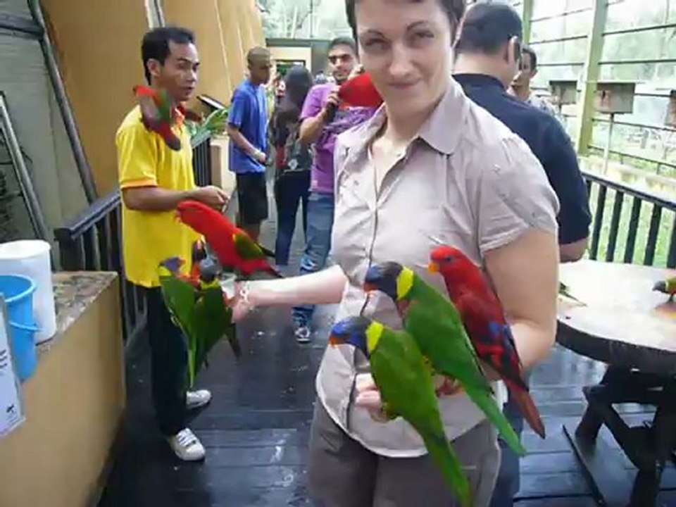 Les perroquets et moi 2!